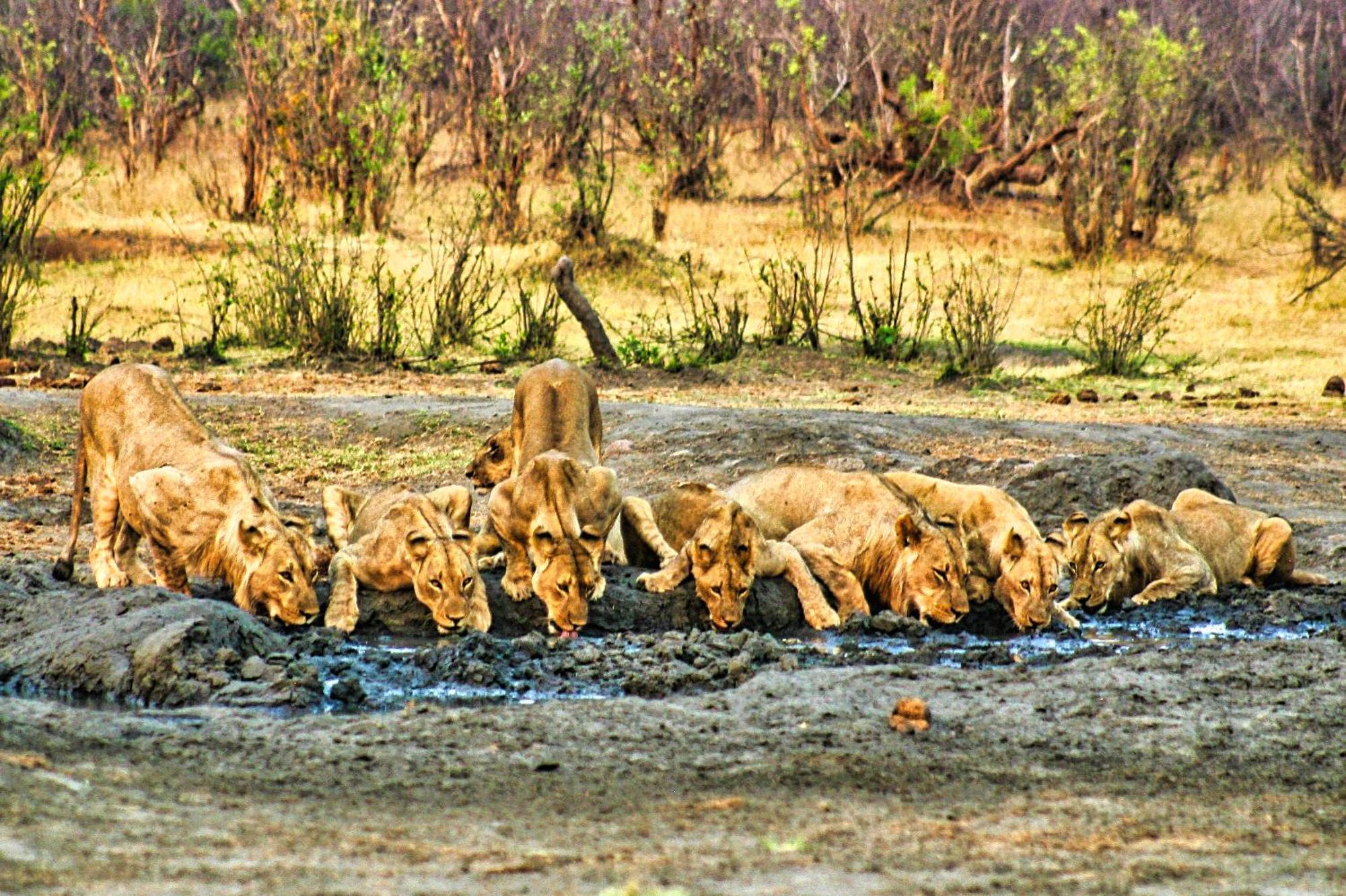Room In Villa - Zambezi Family Lodge - Elephant Room Victoria Falls Exterior photo